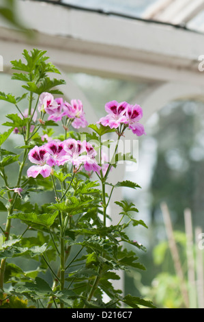 Pelargonium 'Orsett' Foto Stock