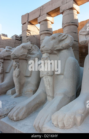 Diversi Sphinx e altre statue nel tardo pomeriggio presso il Tempio di Karnak e Luxor Foto Stock