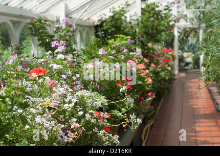 Visualizzazione di Pelargoniums, Casa Mediterranea, giardini botanici di Birmingham Foto Stock