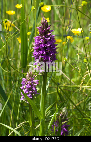 Southern Marsh orchidea Dactylorhiza Praetermissa, Kenfig Riserva Naturale Nazionale vicino Porthcawl, South Wales, Regno Unito. Foto Stock