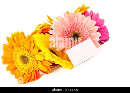 Grappolo di colore diverso gerbera su sfondo bianco Foto Stock