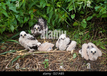 Rohrweihe, Kueken (Circus aeruginosus) Western Marsh Harrier, pulcini • Bayern, Deutschland Foto Stock