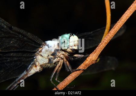 Un bello e colorato Dragonfly posatoi su un bastone. Foto Stock