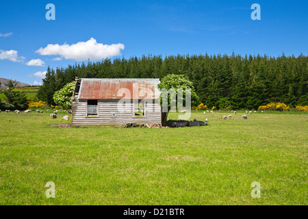 Un vecchio capannone e un gregge di pecore. Una calda giornata di sole in estate. Canterbury rurale. Campagna di South Island, in Nuova Zelanda. Foto Stock