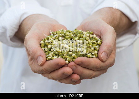 Mani tenendo la germogliazione Mung bean Foto Stock