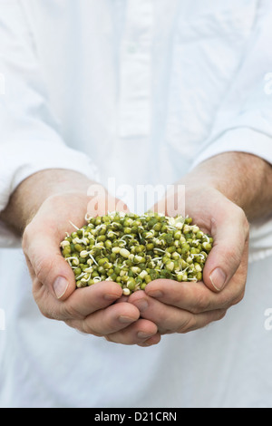 Mani tenendo la germogliazione Mung bean Foto Stock