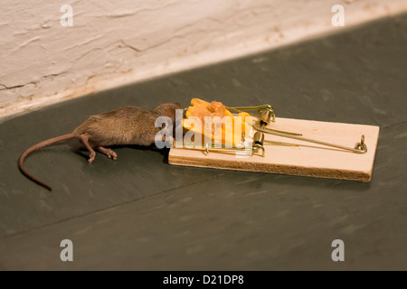 Mouse catturati in un mousetrap innescata con burro di arachidi Foto Stock