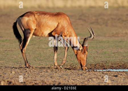 Red hartebeest (Alcelaphus buselaphus) acqua potabile, il Kalahari, Sud Africa Foto Stock