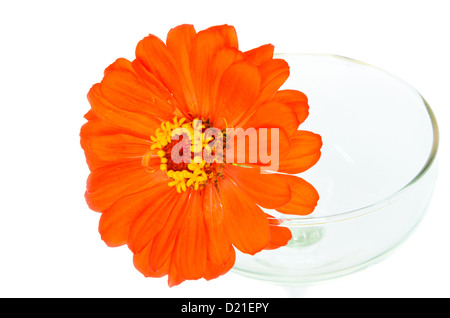 Orange zinnia fiori in vetro a sinistra. Foto Stock