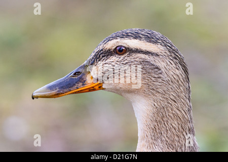 Close-up di una femmina di Mallard duck (Anas platyrhynchos), laterale vista obliqua della testa Foto Stock