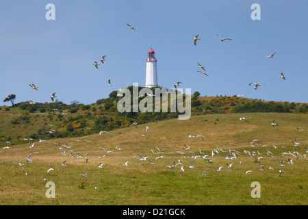 Gabbiani nella parte anteriore del faro di Dornbusch, Hiddensee isola, la Pomerania occidentale Area Laguna National Park, Mecklenburg Western Po Foto Stock