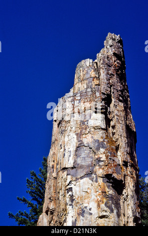 Pietrificati tronco di albero nel parco di Yellowstone WYOMING AMERICA DEL NORD Foto Stock