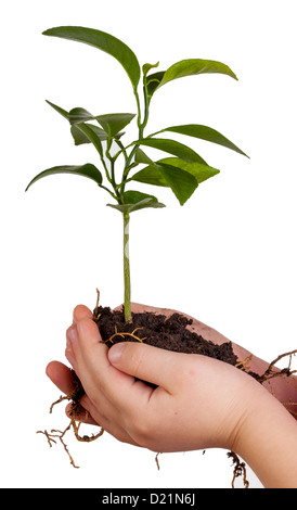 Bambino tenendo le mani pianta verde in terreno isolato su sfondo bianco Foto Stock