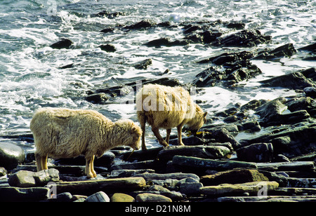 Pecora che vive solo di alghe marine North Ronaldsay Island Isole Orcadi Scozia Scotland Foto Stock