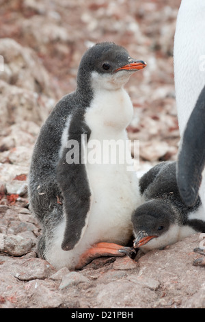 Gentoo penguin chick in piedi accanto al nido e uccelli adulti Foto Stock