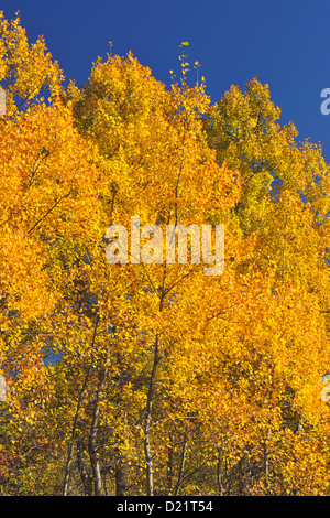 Tremore aspen (Populus tremuloides) Fogliame di autunno, maggiore Sudbury, Ontario, Canada Foto Stock