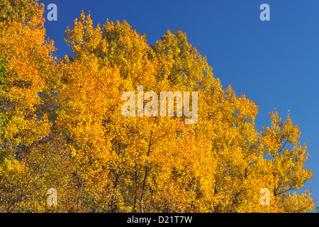Tremore aspen (Populus tremuloides) Fogliame di autunno, maggiore Sudbury, Ontario, Canada Foto Stock
