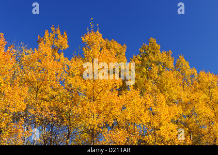 Tremore aspen (Populus tremuloides) Fogliame di autunno, maggiore Sudbury, Ontario, Canada Foto Stock