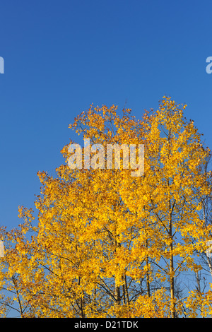 Tremore aspen (Populus tremuloides) Fogliame di autunno, maggiore Sudbury, Ontario, Canada Foto Stock
