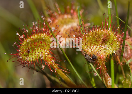 Sundew pianta carnivora Close-up Foto Stock