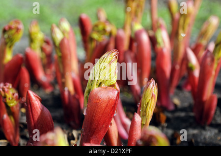 Peonia i germogli in il giardino di primavera Foto Stock