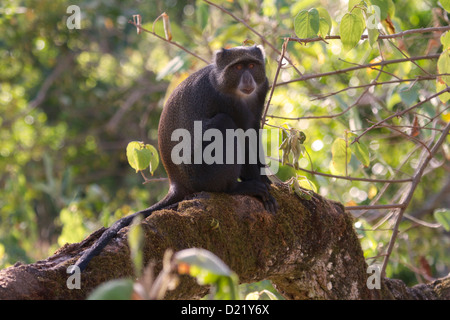 Sykes scimmia, Parco Nazionale di Arusha, Tanzania Foto Stock