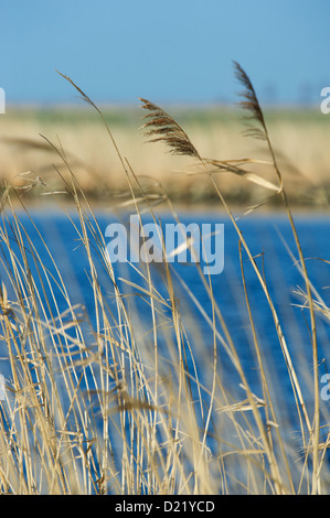 Canne ondeggianti di fronte ad un lago blu Foto Stock