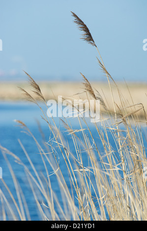 Canne ondeggianti di fronte ad un lago blu Foto Stock