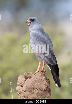 Dark-canto Astore su un tumulo termite cattura e mangiare le termiti nel Parco Nazionale del Serengeti, Tanzania Foto Stock