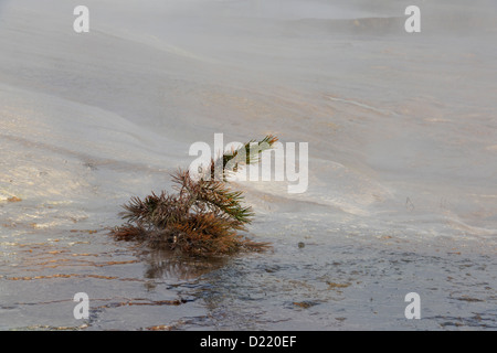 Lodgepole pine (Pinus contorta) piantina in terrazzi superiori sorgenti calde di Mammut, il Parco Nazionale di Yellowstone, Wyoming USA Foto Stock