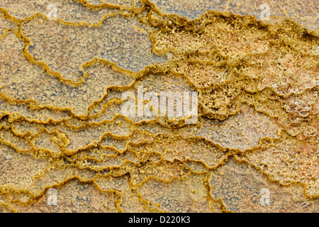 Dettagli di creste e terrazze creato da cianobatteri nel deflusso dalla molla di tavolozza, il Parco Nazionale di Yellowstone, Wyoming USA Foto Stock