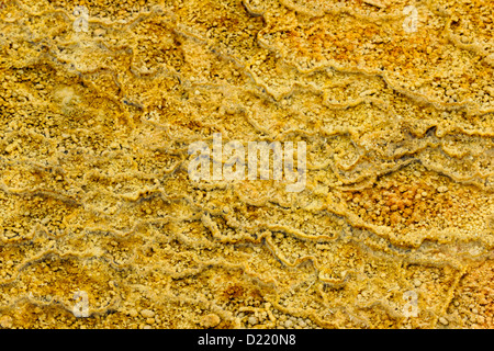 Dettagli di creste e terrazze creato da cianobatteri nel deflusso dalla molla di tavolozza, il Parco Nazionale di Yellowstone, Wyoming USA Foto Stock