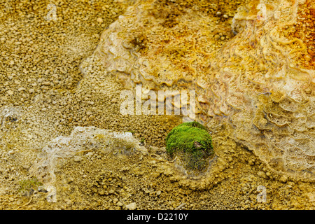 Dettagli di creste e terrazze creato da cianobatteri nel deflusso dalla molla di tavolozza, il Parco Nazionale di Yellowstone, Wyoming USA Foto Stock