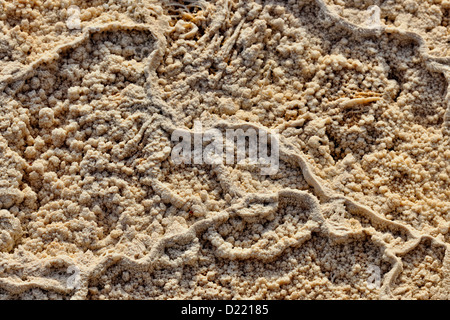 Tumulate cianobatteri in terrazzi superiori sorgenti calde di Mammut, il Parco Nazionale di Yellowstone, Wyoming USA Foto Stock