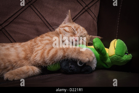 Lo zenzero croce Bengala gattino, addormentato con toy rana Foto Stock