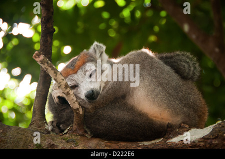 Lemure coronato dormendo nel selvaggio su un albero, Madagascar Foto Stock