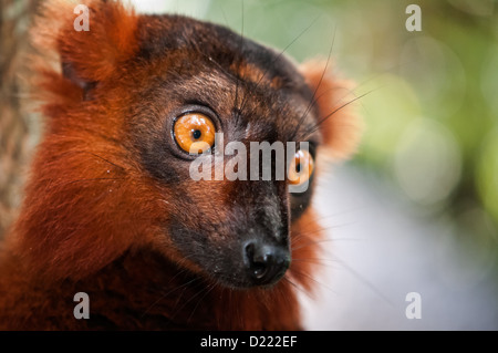 Ritratto di un rosso lemure ruffed (Varecia rubra) Foto Stock
