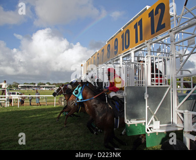 I cavalli da corsa provenienti al di fuori del cancello di partenza al Garrison Savannah Racecourse, vicino a Bridgetown, Barbados Foto Stock