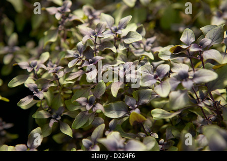 Bussola viola il basilico Foto Stock