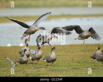 Rosa-footed oche in volo Foto Stock