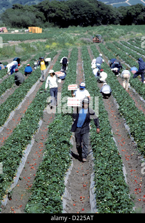 Fattoria di migranti lavoratori il raccolto di fragole in California Foto Stock