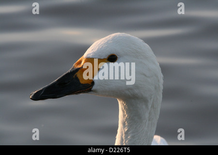 Bewick's Swan la testa contro grigio Sfondo acquoso Foto Stock