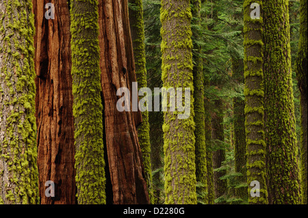 Sequoia e redwood alberi di Sequoia National Park, California. Foto Stock