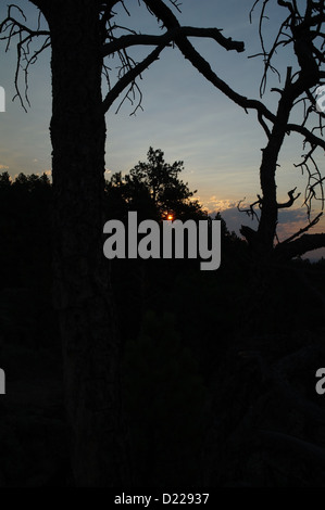 Alba silhouette visualizza due alberi morti nella parte anteriore degli alberi di pino sunrise, vicino Lover's Leap, Custer State Park, Black Hills, Stati Uniti d'America Foto Stock