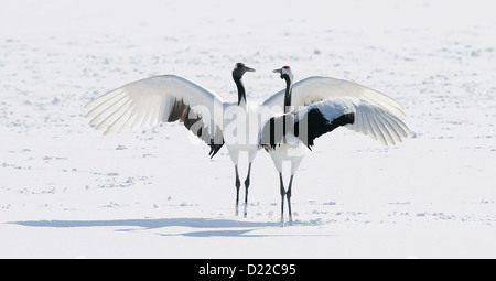 Due rossi incoronato aka gru giapponese, Grus japonensis su un campo nevoso con pesce nel becco/bill vicino Akan a Hokkaido, Giappone Foto Stock