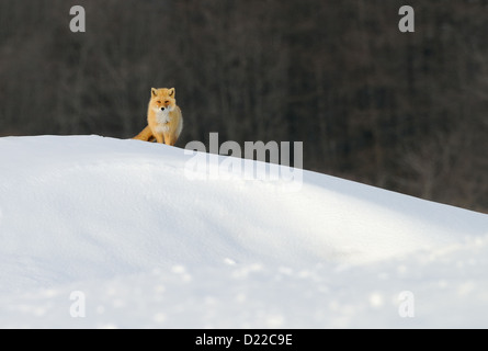 Japanese Red Fox, Vulpes vulpes japonica, su una collina innevate in un campo nei pressi di Akan in Akan prefettura di Hokkaido, Giappone Foto Stock