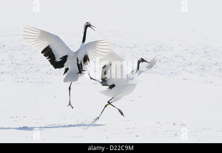 Due rossi incoronato aka gru giapponese, Grus japonensis su un campo nevoso con pesce nel becco/bill vicino Akan a Hokkaido, Giappone Foto Stock