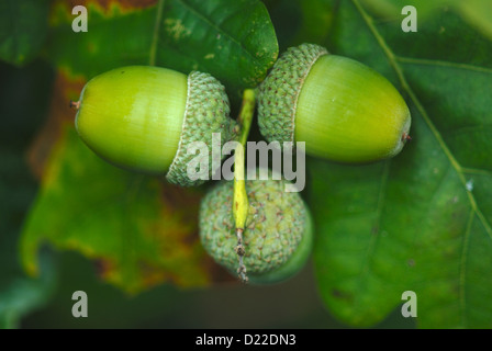 Un cluster di tre acerbi ghiande REGNO UNITO Foto Stock