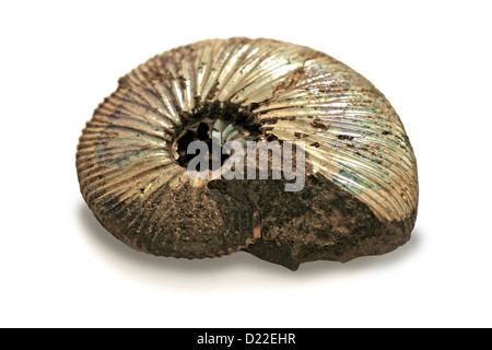 Ammonita fossilizzato isolato su bianco Foto Stock