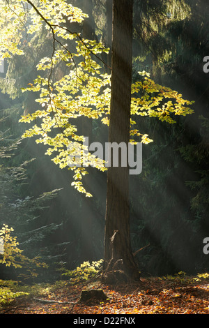 Sole che splende attraverso il bosco di faggi foglie, Hruboskalsko, Cesky raj, Boemia orientale, Repubblica Ceca Foto Stock